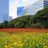 都会の花畑
