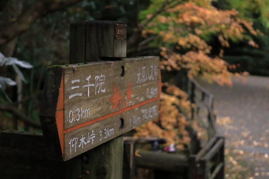 大原三千院参道_IMG_1883-1