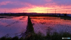 夕方の田園