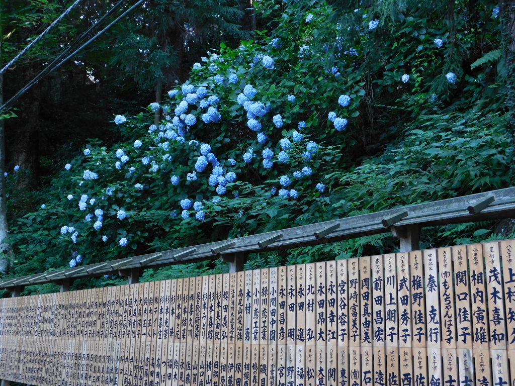 東京都八王子市高尾町~高尾山登山道０５