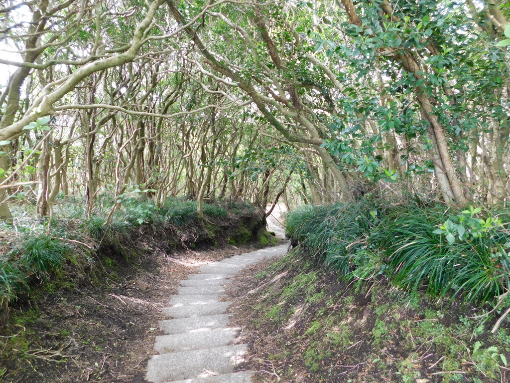 東京都大島～三原山０５