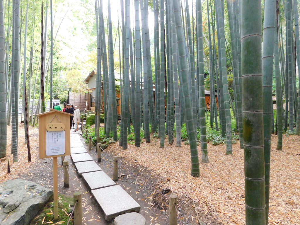 神奈川県鎌倉市～報国寺０４