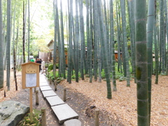 神奈川県鎌倉市~報国寺04