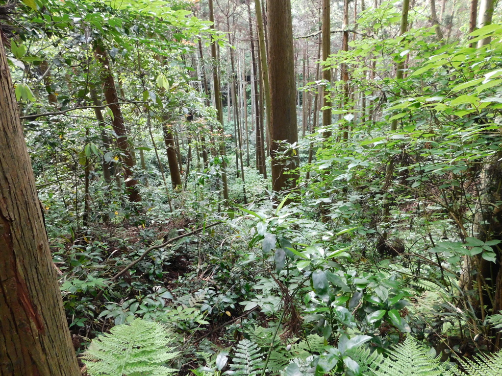 神奈川県鎌倉市～布張山０４