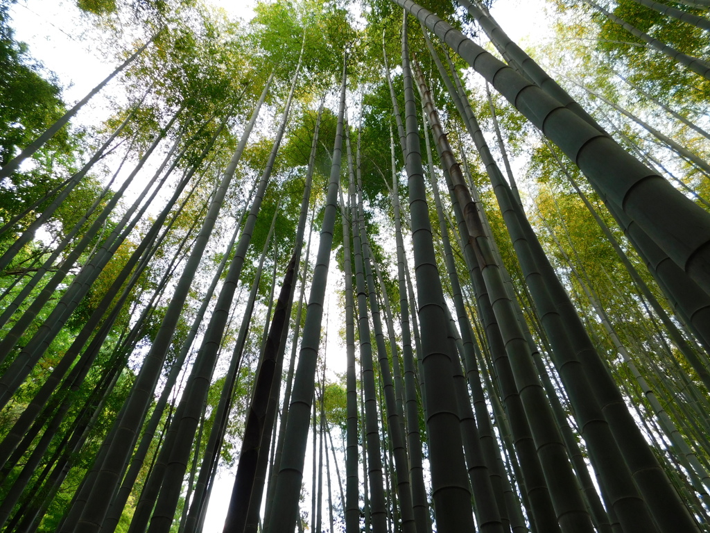 神奈川県鎌倉市～報国寺０５