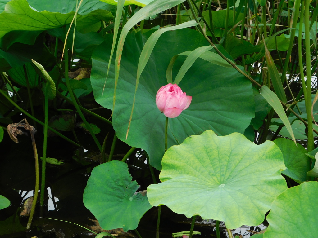 東京都台東区上野＿不忍池蓮花