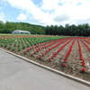 北海道中富良野町～ファーム富田０３