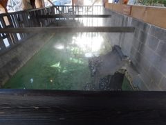 群馬県吾妻郡草津町～白旗の湯源泉