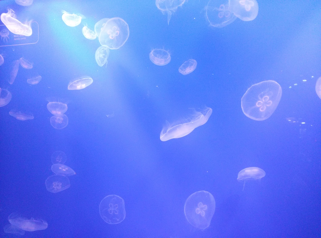 東京都墨田区押上～ソラマチ～墨田水族館くらげ０１