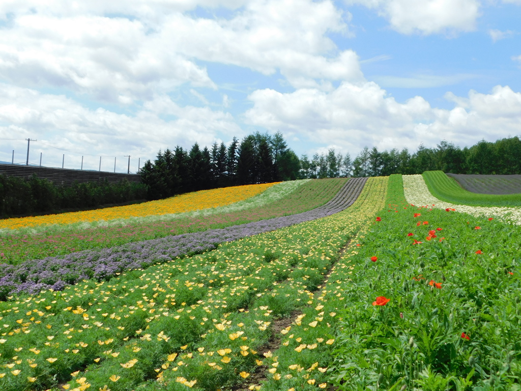 北海道中富良野町～ファーム富田０８