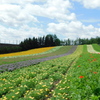 北海道中富良野町～ファーム富田０８