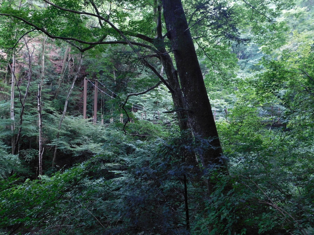 東京都八王子市高尾町~高尾山登山道吊橋０１
