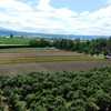 北海道中富良野町～ファーム富田１５