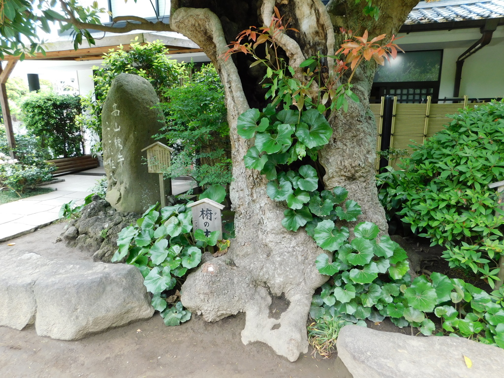 神奈川県鎌倉市～長谷寺０３