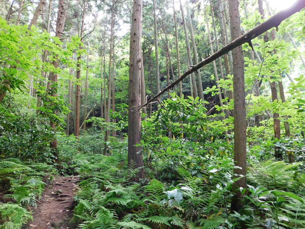 神奈川県鎌倉市～布張山０１