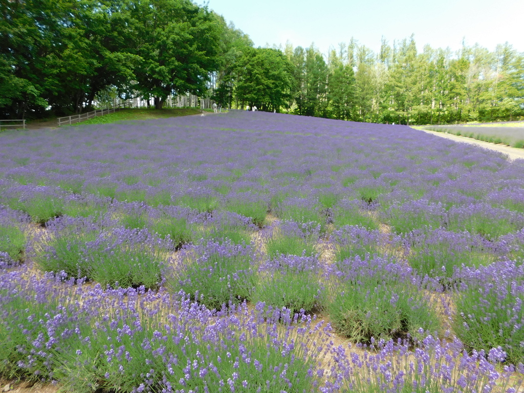 北海道中富良野町～ファーム富田１１