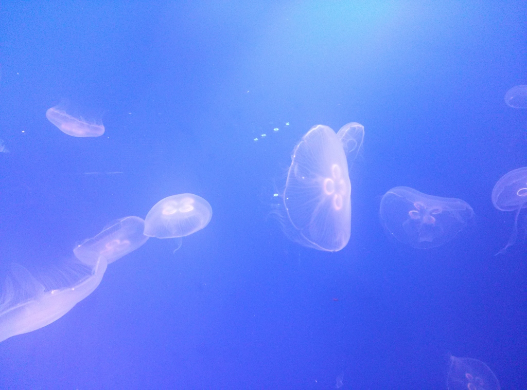 東京都墨田区押上～ソラマチ～墨田水族館くらげ０２