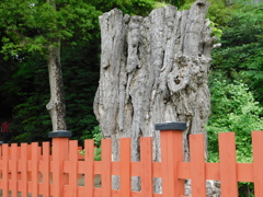 神奈川県鎌倉市~鶴岡八幡宮07