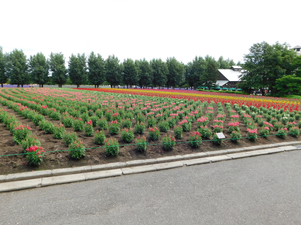 北海道中富良野町～ファーム富田０２