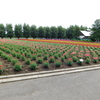 北海道中富良野町～ファーム富田０２