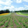 北海道中富良野町～ファーム富田０７