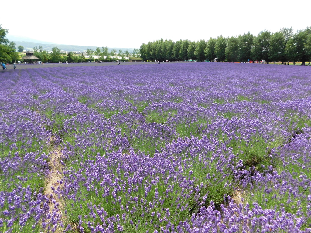 北海道中富良野町～ファーム富田１９