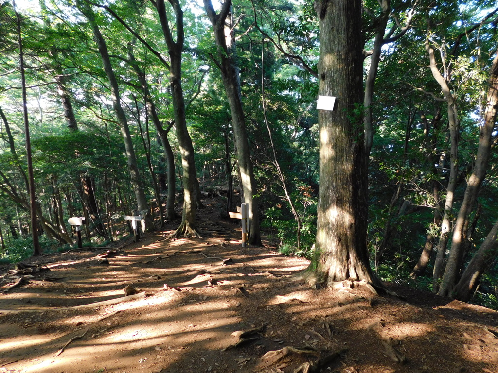 東京都八王子市高尾町~高尾山登山道０７