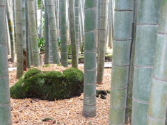 神奈川県鎌倉市~報国寺07