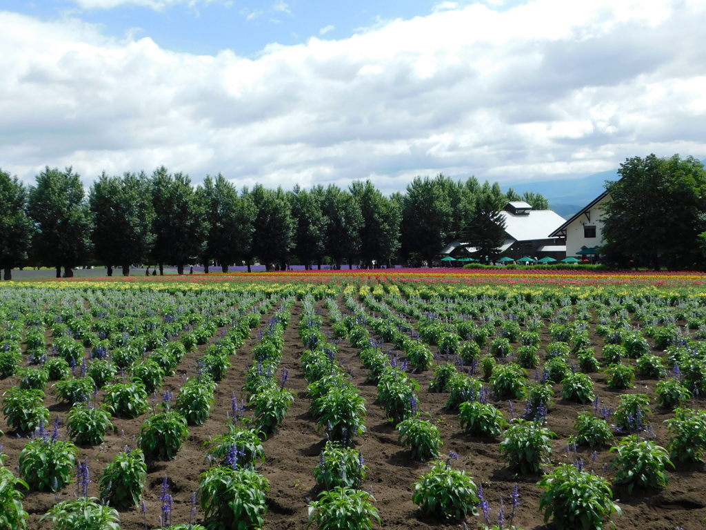 北海道中富良野町～ファーム富田０５