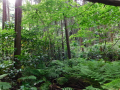 神奈川県鎌倉市~布張山02