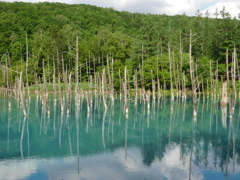 北海道美瑛町～青い池０１