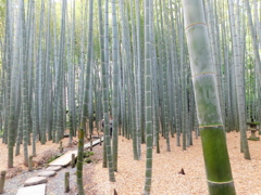 神奈川県鎌倉市~報国寺03