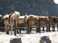 富士山五合目~馬
