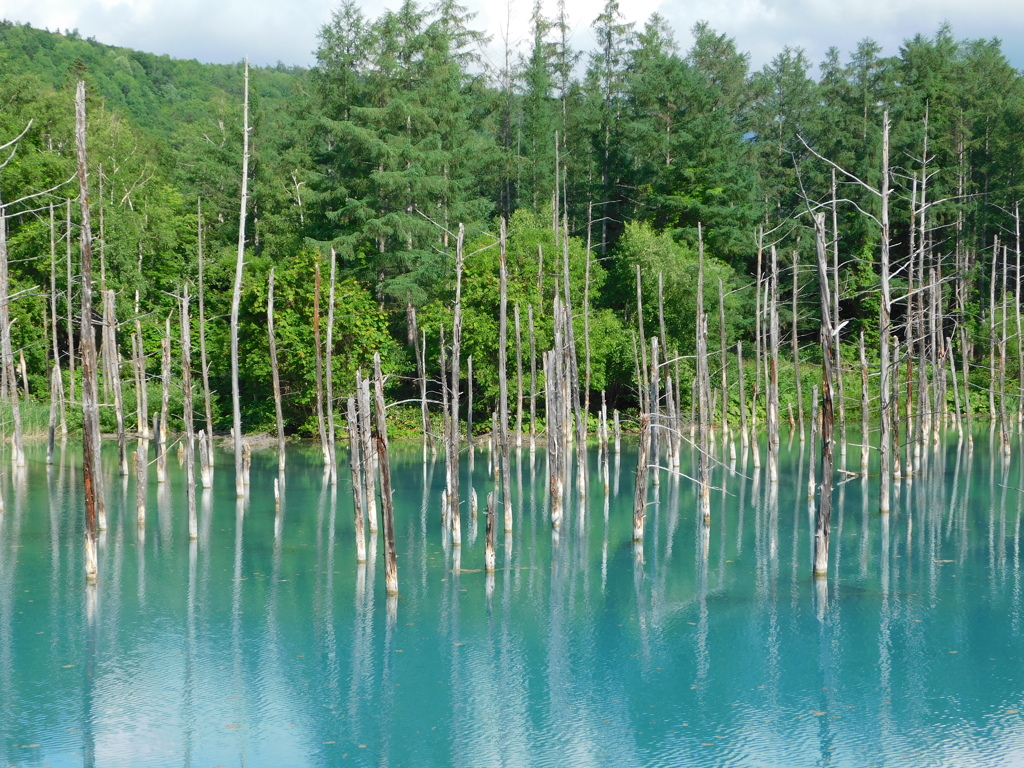 北海道美瑛町～青い池０４