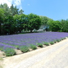 北海道中富良野町～ファーム富田１２