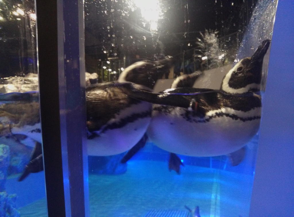 東京都墨田区押上～ソラマチ～墨田水族館ペンギン０２