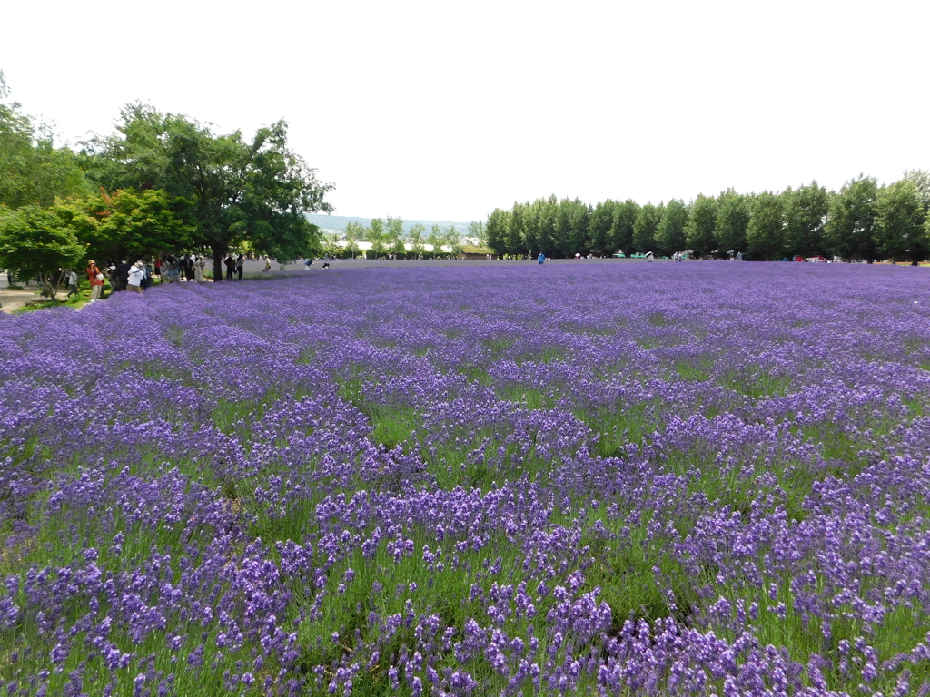北海道中富良野町～ファーム富田１８