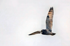 2026..01.04._0003_コミミズク飛翔