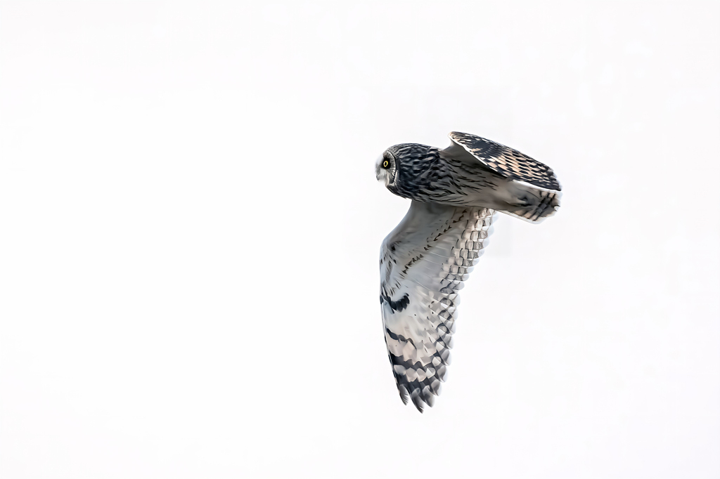 2026..01.04._0002_コミミズク飛翔