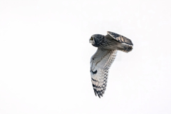 2026..01.04._0002_コミミズク飛翔