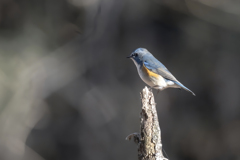 2025.12.29_ルリビタキ_0000_　