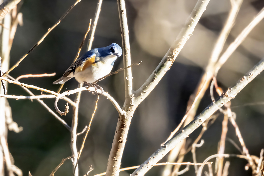 2025.12.29_ルリビタキ_0001_　