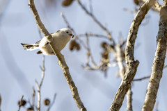 20240105_シマエナガ_02_0003_ 