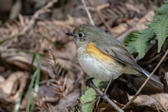 2026.01.21_0011_ルリビタキ♂若