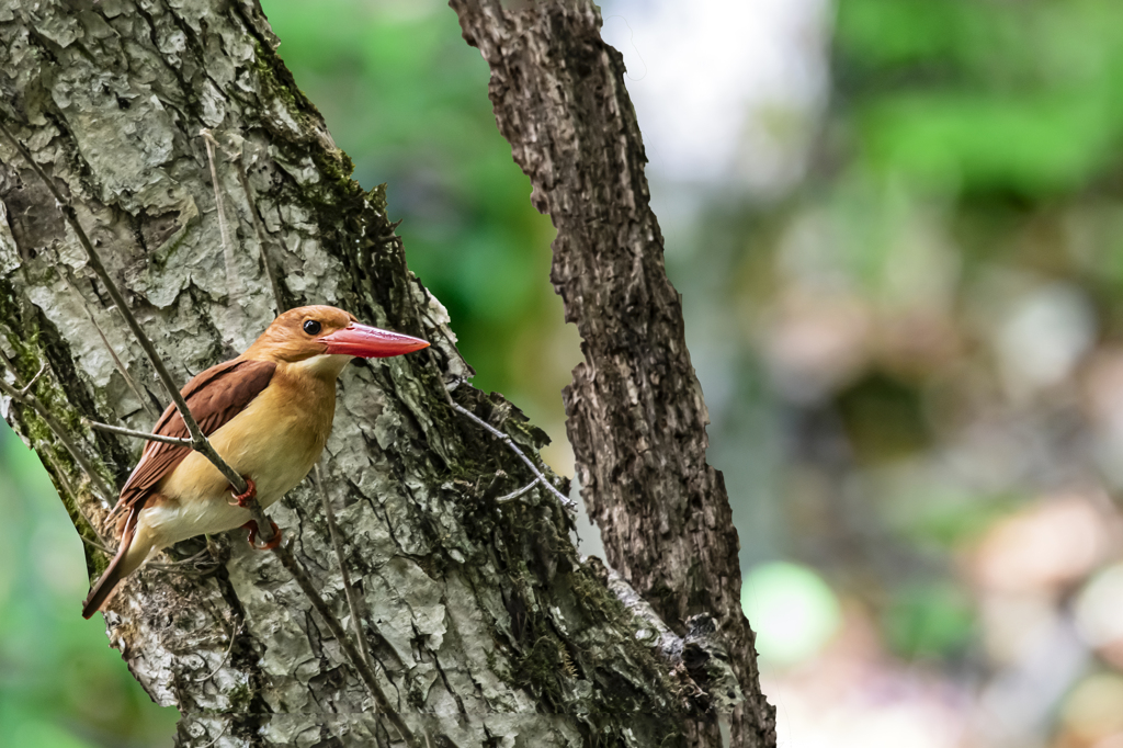 アカショウビン_0000_ 