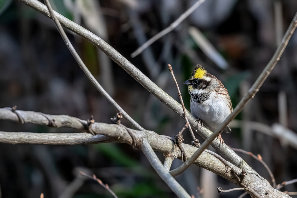 2026.01.09__0010_ミヤマホオジロ02