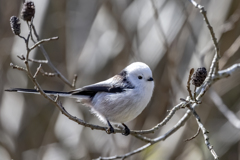 20240105_シマエナガ_0002_5996