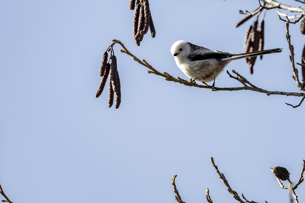 20240105_シマエナガ_02_0009_ 