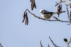 20240105_シマエナガ_02_0009_ 