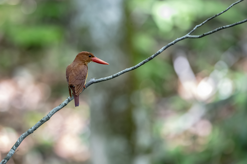 アカショウビン_0004